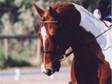 'Parfay' USDF show 2004