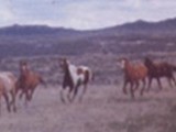 'Cricket' as a yearling