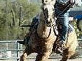 Ernie & 'Harley' mounted shooting