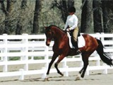 'U2' cantering at Creekside Ranch